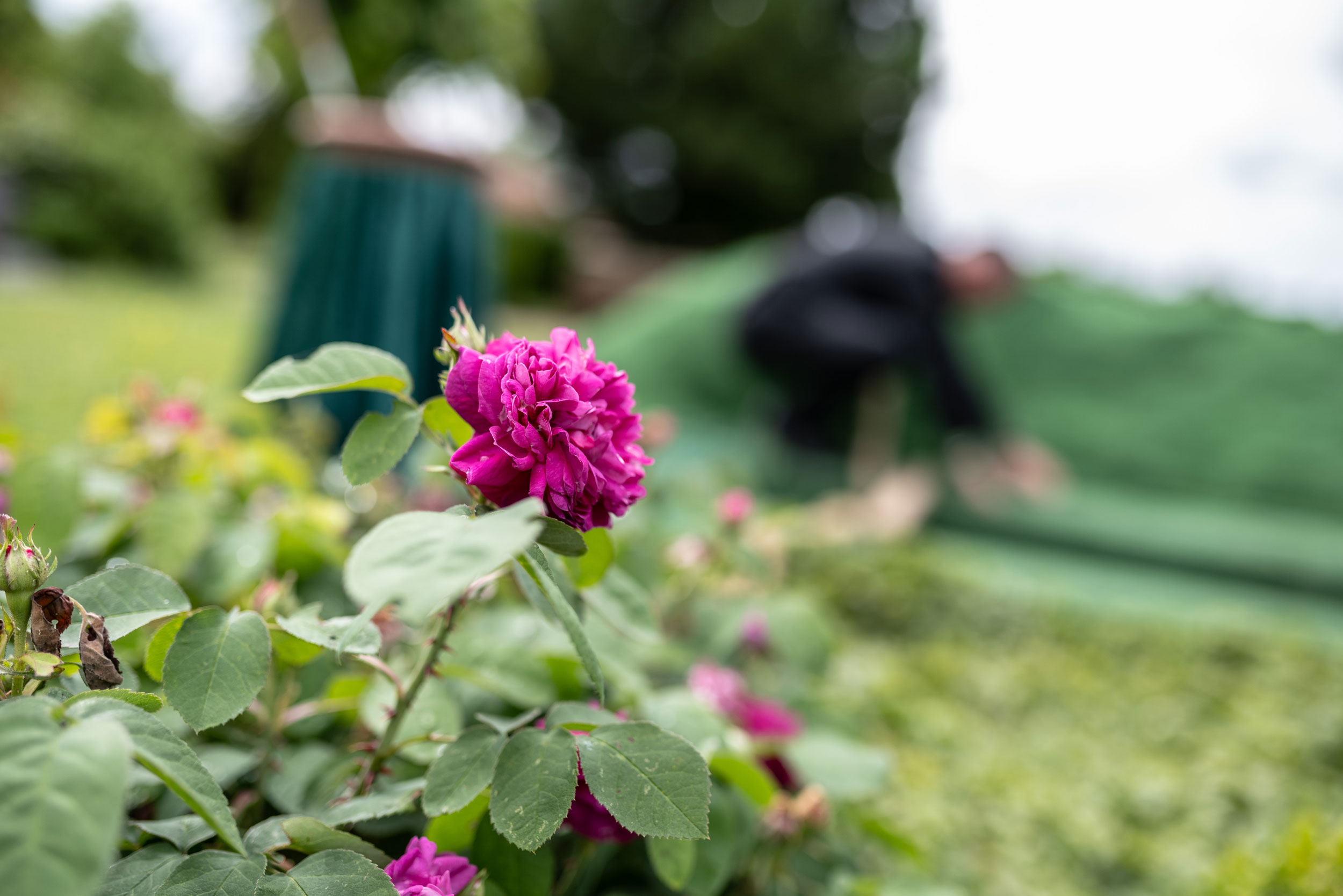 Grabstelle auf einem Friedhof Pink blühende Rose im Vordergrund, im unscharfen Hintergrund bereitet eine Person ein abgedecktes Grab vor.