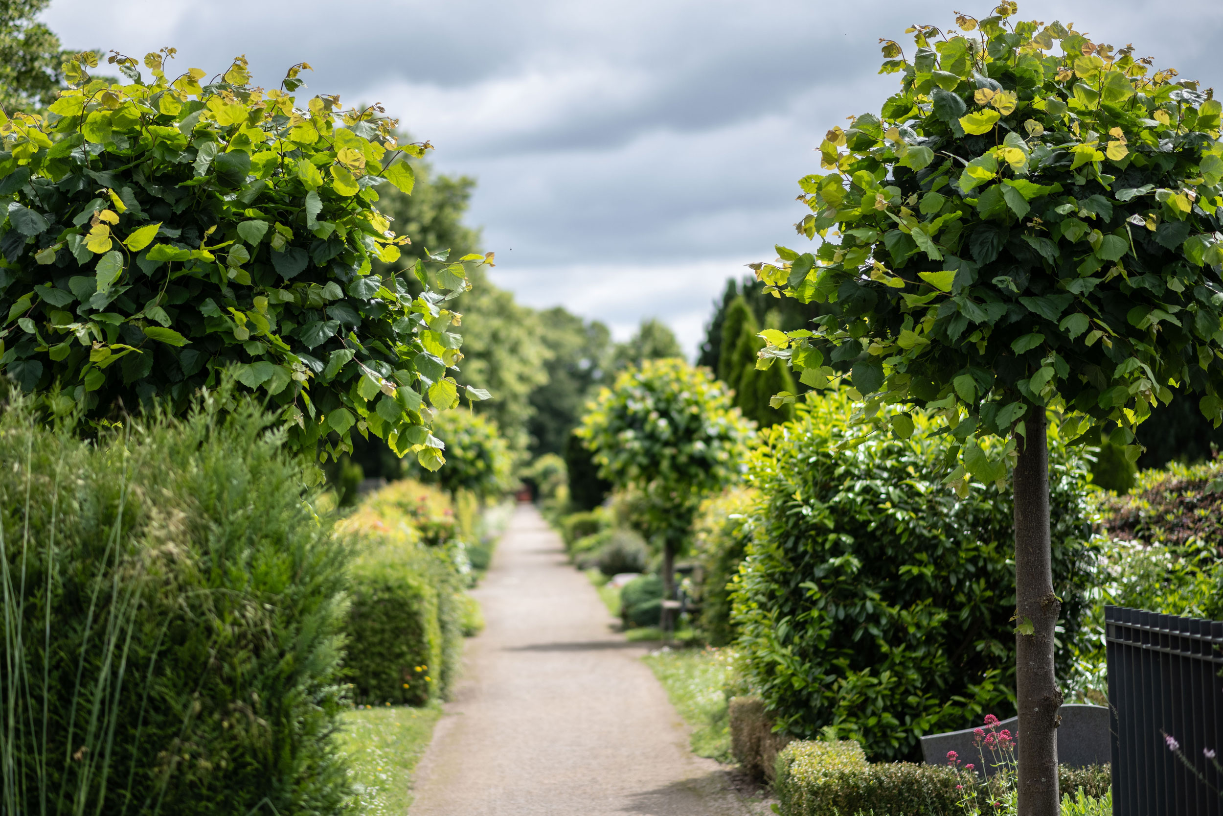 Weg über den Friedhof Kiesweg auf dem Friedhof, gesäumt von kugelförmig geschnittenen Bäumen, Hecken und Grabstellen.